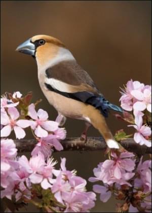 Appelvink, AGAMI, Vogelbescherming Nederland