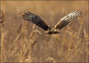 Blauwe kiekendief, AGAMI, Vogelbescherming Nederland