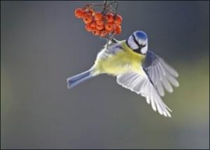 Pimpelmees, AGAMI, Vogelbescherming Nederland