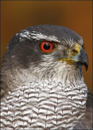 Havik, AGAMI, Vogelbescherming Nederland