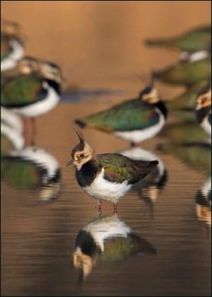 Kievit, AGAMI, Vogelbescherming Nederland