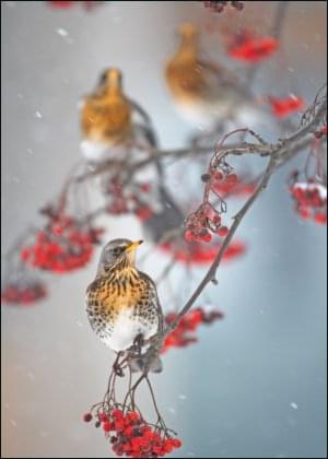 Kramsvogel, AGAMI, Vogelbescherming Nederland