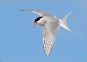 Noordse stern, AGAMI, Vogelbescherming Nederland