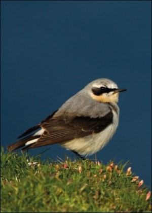 Tapuit, AGAMI, Vogelbescherming Nederland