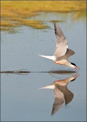 Visdief, AGAMI, Vogelbescherming Nederland