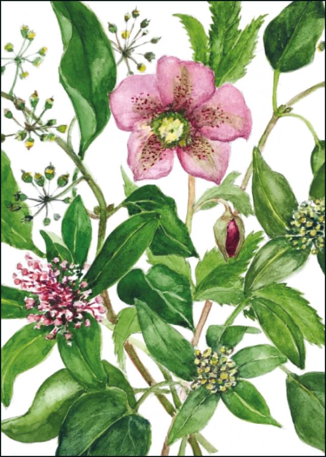 Christmas Rose, Cynthia van Spengler