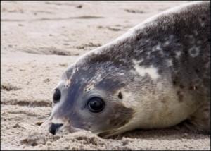 Gewone zeehond op het strand, Lisa Rademaker, Zeehondencentrum Pieterburen