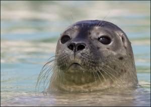 Gewone zeehond in het water, Arnout de Vries, Zeehondencentrum Pieterburen