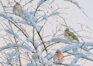 Vinken in de sneeuw, Elwin van der Kolk, Natuurpunt