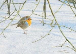 Roodborst in de winter, Elwin van der Kolk, Natuurpunt