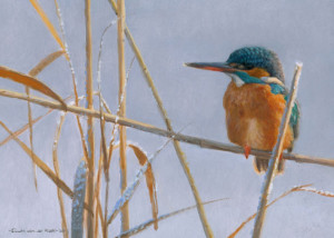 IJsvogel, Elwin van der Kolk, Natuurpunt