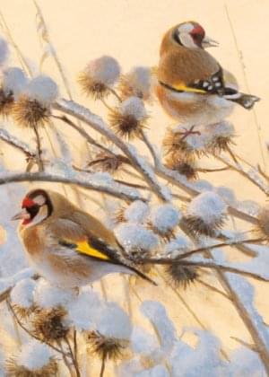 Putters in de sneeuw, Elwin van der Kolk, Natuurpunt