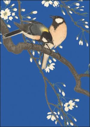 Tits on Cherry Branch, Ohara Koson, Collection Rijksmuseum Amsterdam