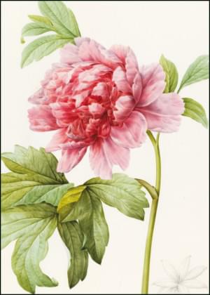 Paeonia suffruticosa, Pierre-Joseph Redouté, The Fitzwilliam Museum