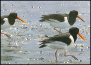 Scholeksters, Elwin van der Kolk, Vogelbescherming