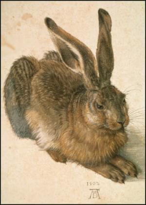 Young Hare, Albrecht Dürer