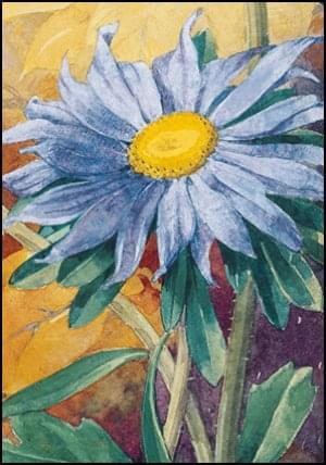 Michaelmas daisy, Jan jr. Voerman